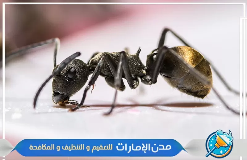 شركة مكافحة النمل الأسود في الشارقة