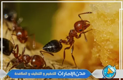 مكافحة النمل الأسود في الشارقة