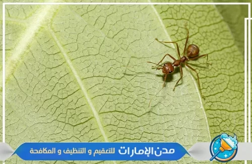 مكافحة النمل الأسود في المنزل في الشارقة