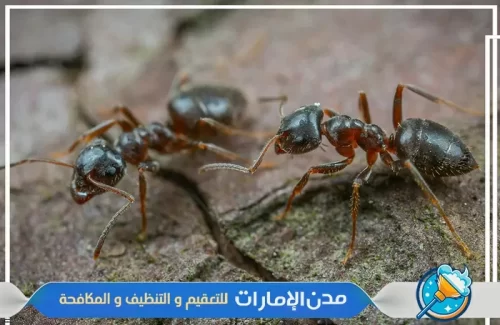 شركة مكافحة النمل الأسود مضمونة في الشارقة