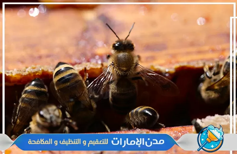 شركة مكافحة النحل في الشارقة