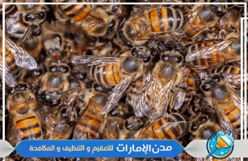 مكافحة النحل في الشارقة