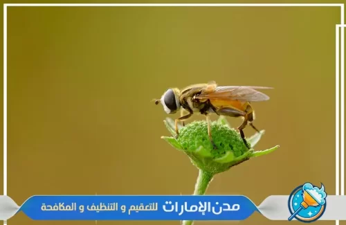مكافحة النحل في المنازل في الشارقة