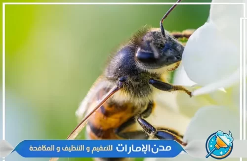 أنواع المواد المستخدمة في إدارة تواجد النحل في الشارقة
