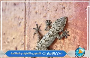 شركة مكافحة الوزغ والزواحف في الشارقة