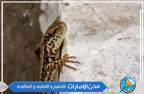 مكافحة الوزغ والزواحف بالشارقة
