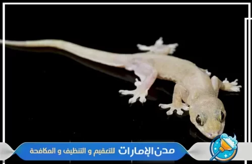 شركة مكافحة الوزغ في الشارقة
