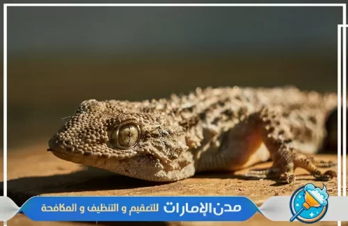 شركة مكافحة الطيطار في الشارقة