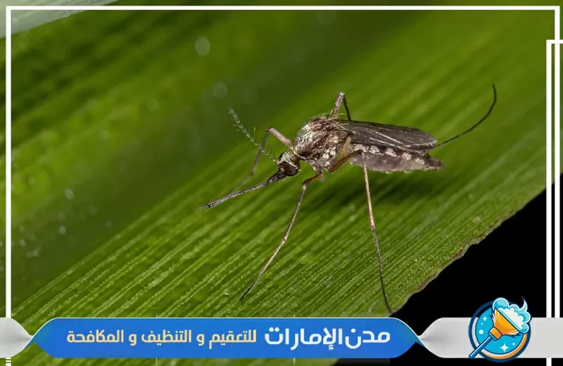 شركة مكافحة الناموس في الشارقة