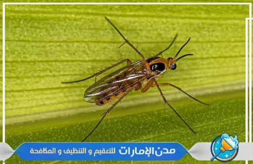 مكافحة الناموس بالشارقة