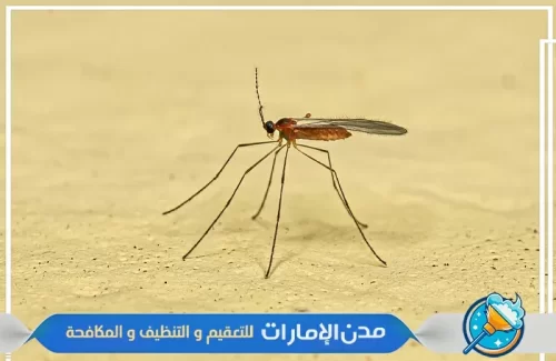 شركة رش الناموس في الشارقة