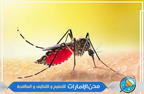 شركة مكافحة البعوض في الشارقة