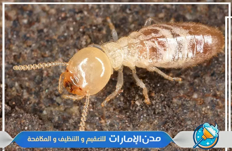 شركة مكافحة النمل الأبيض في الشارقة