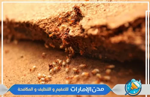 شركة رش النمل الأبيض في الشارقة