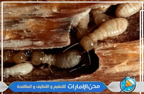 مكافحة النمل الأبيض في المنزل في الشارقة