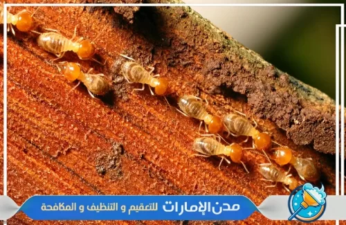 أرخص شركة مكافحة النمل الأبيض في الشارقة
