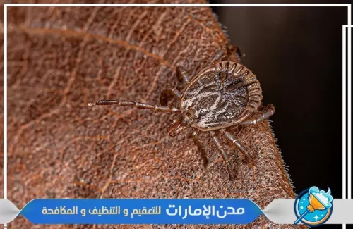 مكافحة القراد في المنازل في الشارقة