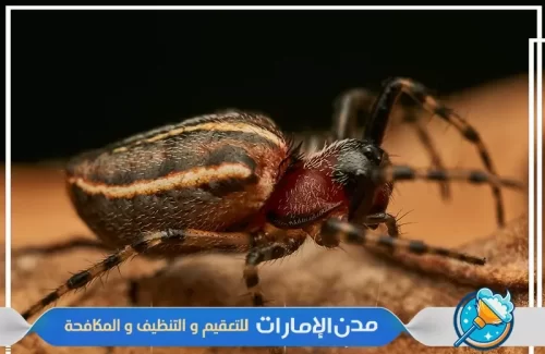 أهمية مكافحة القراد في المناطق الحضرية بالشارقة