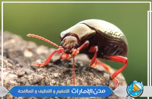أحدث تقنيات مكافحة الآفات المستخدمة في الشارقة