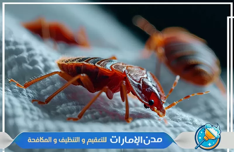 شركة مكافحة بق الفراش في الشارقة