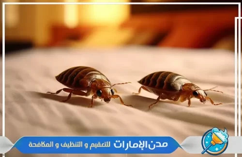 مكافحة بق الفراش في الشارقة