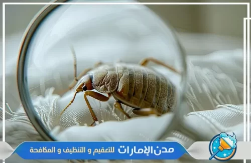 علامات تدل على وجود بق الفراش في منزلك في الشارقة