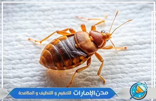 أحدث التقنيات في مكافحة بق الفراش في الشارقة
