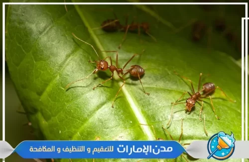 مكافحة النمل الأسود في الفجيرة