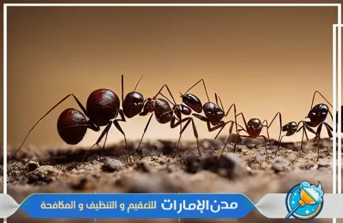 مكافحة النمل الأسود في راس الخيمة