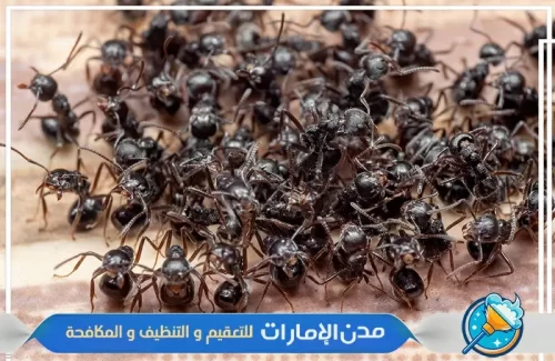 شركة مكافحة النمل الأسود في ام القيوين
