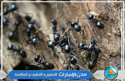 مكافحة النمل الأسود في الفجيرة