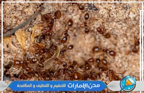 مكافحة النحل الأسود في راس الخيمة