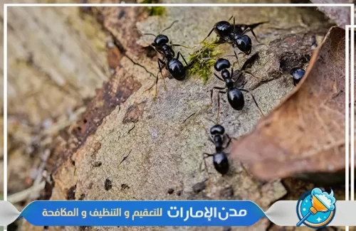 مكافحة النمل الأسود في ام القيوين