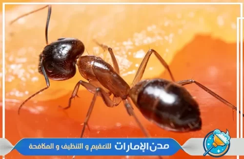 تنظيف المنزل من النمل الأسود في الفجيرة
