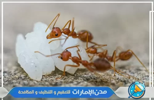 مكافحة النمل الأسود من المنزل في راس الخيمة