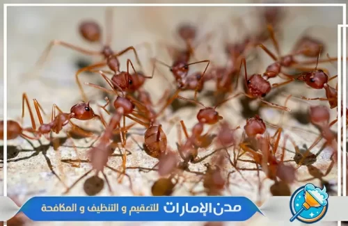 رش مبيدات للقضاء علي النمل الأسود في ام القيوين
