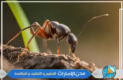 مكافحة النمل الأسود الموجود في الحدائق في الفجيرة