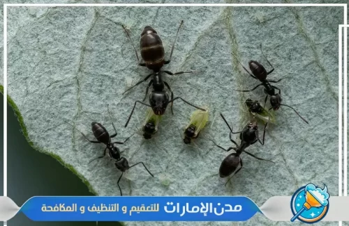 مكافحة النمل الأسود من الفلل في راس الخيمة