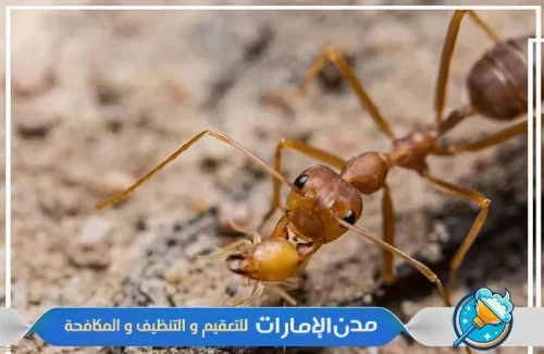 مكافحة النمل الأسود في المنازل في ام القيوين