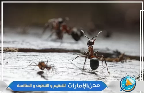 شركة مكافحة النمل الأسود من الحدائق في راس الخيمة