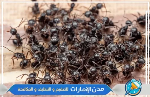 رش الأماكن التي يتواجد بها النمل الأسود في الفجيرة