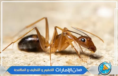 رش مبيدات آمنة لمكافحة النمل الأسود في راس الخيمة