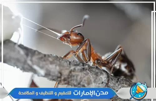 رش جميع اركان المنزل و الفلل من النمل الأسود في الفجيرة