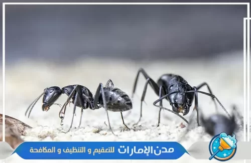 مكافحة النمل الأسود من الفلل في الفجيرة
