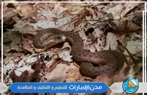 شركة مكافحة الثعابين في الفجيرة