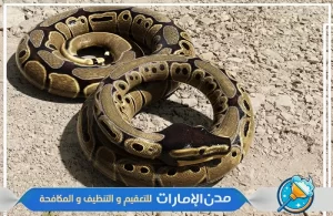 شركة مكافحة الثعابين في ام القيوين