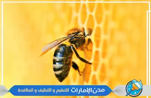 مكافحة النحل في الفجيرة