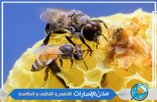 مكافحة النحل في راس الخيمة