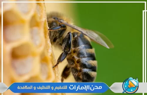 شركة مكافحة النحل في ام القيوين