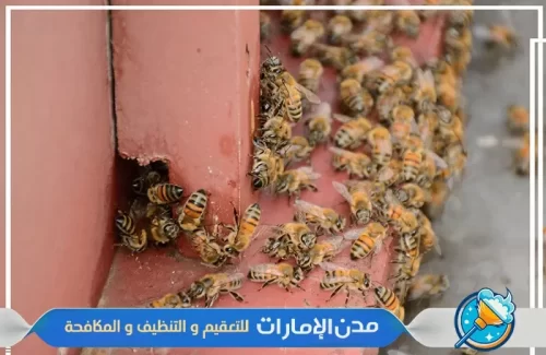 مكافحة النحل في الفجيرة مكافحة النحل في الفجيرة